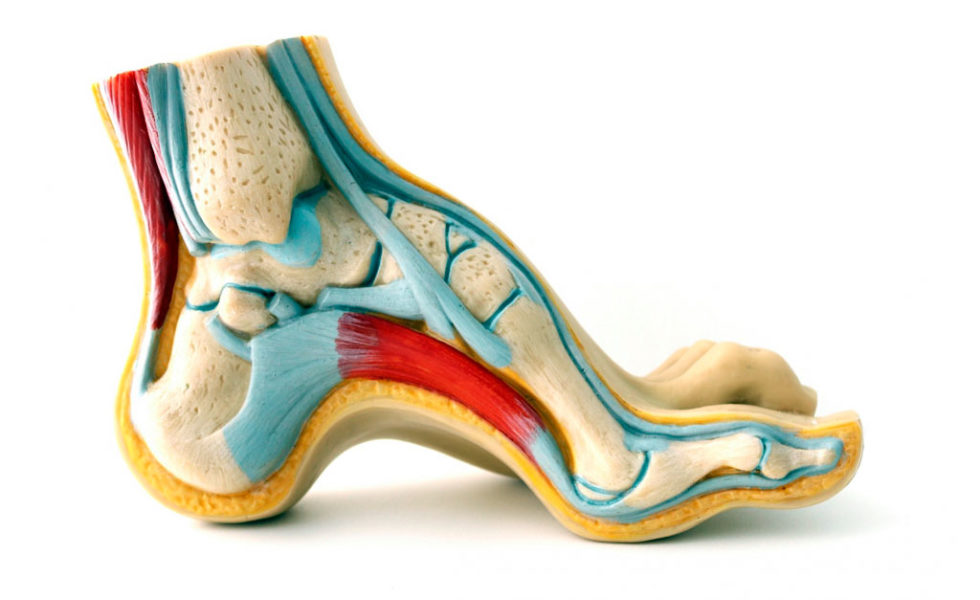 Tratamiento Con Fisioterapia Para Pie Cavo Y Consejos De Prevenci N